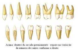 Endodontia, Endodontia Zona Sul, Endodontia Zona Sul SP, Endodontia SP. Endodontia São Paulo